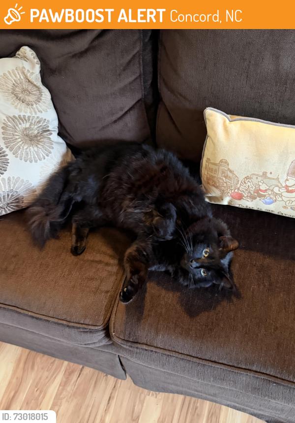 Found/Stray Female Cat last seen Pitts School Rd, Concord, NC 28027