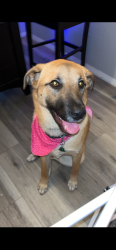 Lost Female Dog last seen Lemon and Grape street, Wildomar, CA 92595