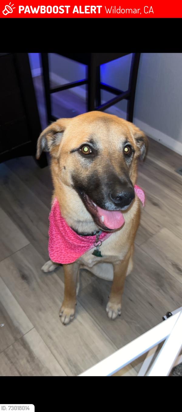 Lost Female Dog last seen Lemon and Grape street, Wildomar, CA 92595