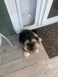 Found/Stray Female Dog last seen 3603wheelerave, Louisville, KY 40215