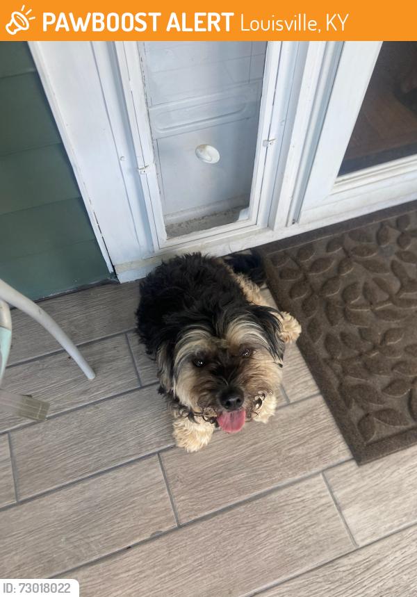 Found/Stray Female Dog last seen 3603wheelerave, Louisville, KY 40215