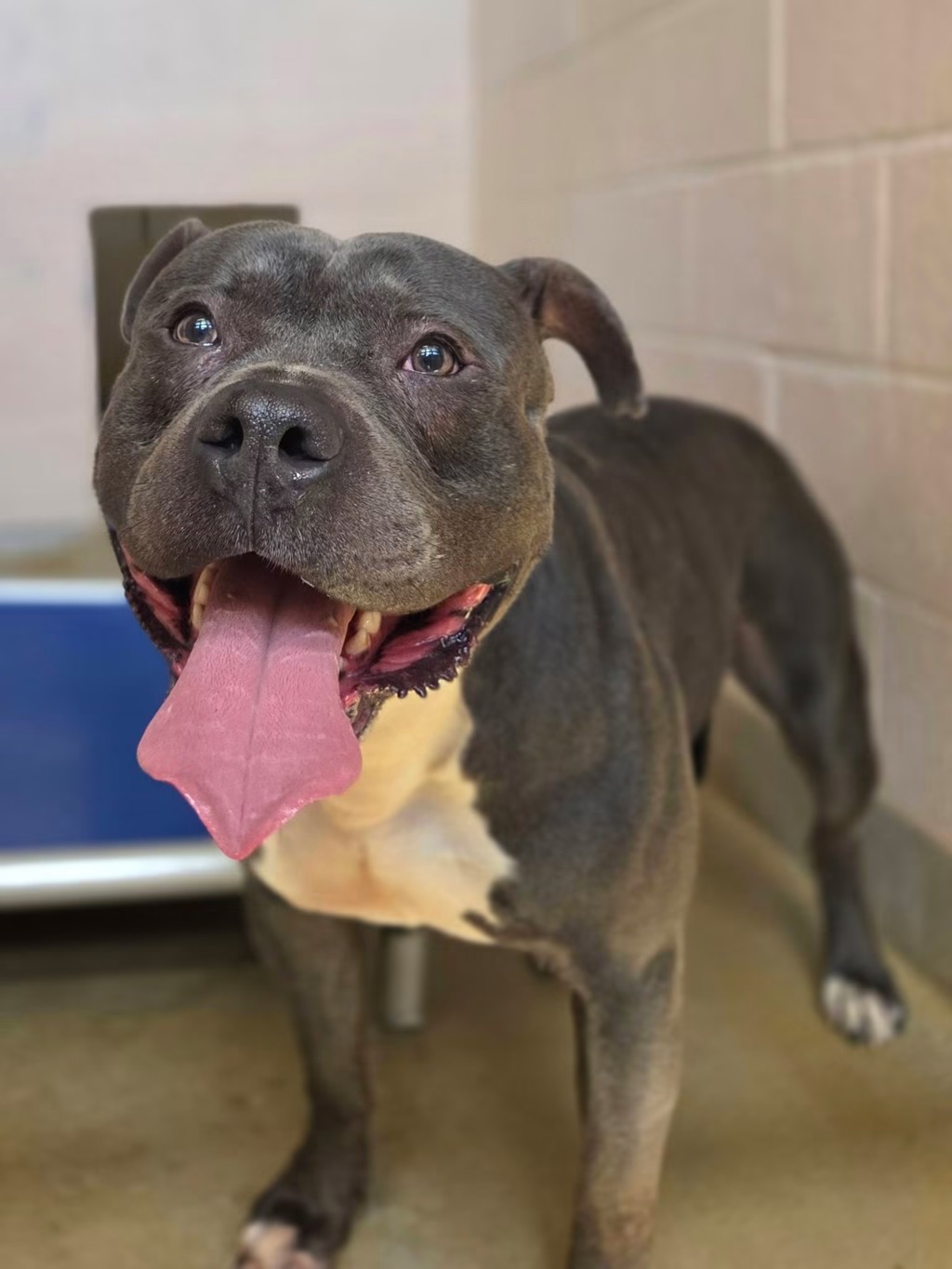 Shelter Stray Male Dog last seen 220th Street, PASADENA, MD, 21122, 411 Maxwell Frye Rd, Millersville, MD 21108, USA