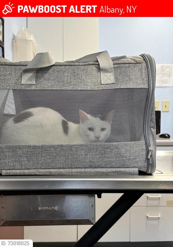 Lost Female Cat last seen Old South Pearl, Albany, NY 12202