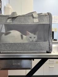 Lost Female Cat last seen Old South Pearl, Albany, NY 12202