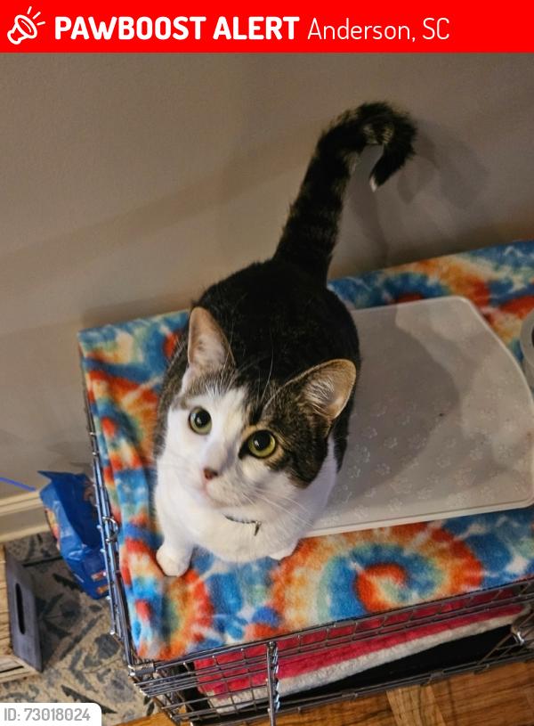 Lost Female Cat last seen Centerville and Gerard Road, Anderson, SC 29625
