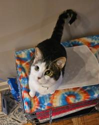 Lost Female Cat last seen Centerville and Gerard Road, Anderson, SC 29625