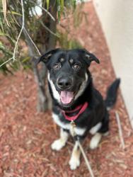 Shelter Stray Female Dog last seen Near Rio San Diego Drive, San Diego, CA, 92108, 5500 Gaines St, San Diego, CA 92110, USA