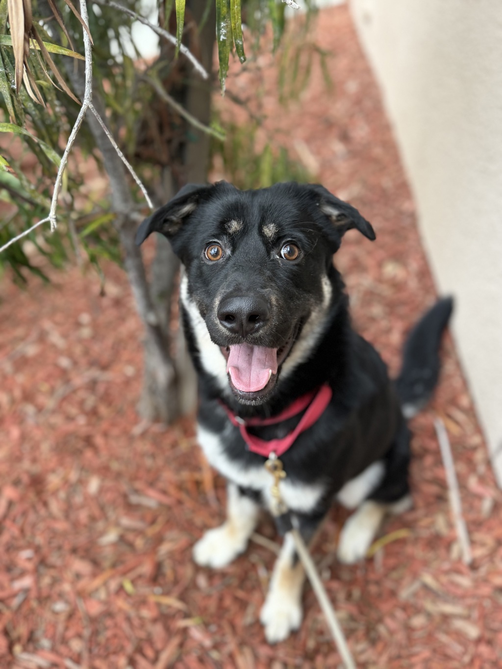 Shelter Stray Female Dog last seen Near Rio San Diego Drive, San Diego, CA, 92108, 5500 Gaines St, San Diego, CA 92110, USA