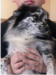 Reunited Female Dog last seen Near Saddle Trail, Allen, TX 75002, USA, Allen, TX 75002