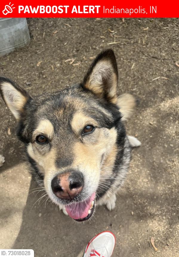 Lost Male Dog last seen Near area in Indianapolis Indiana , Indianapolis, IN 46201