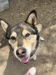 Lost Male Dog last seen Near area in Indianapolis Indiana , Indianapolis, IN 46201
