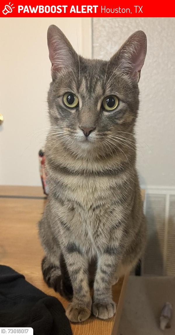Lost Female Cat last seen Near imperial valley dr, Houston, TX 77060