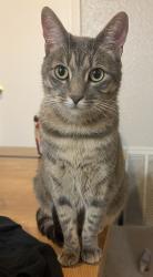 Lost Female Cat last seen Near imperial valley dr, Houston, TX 77060