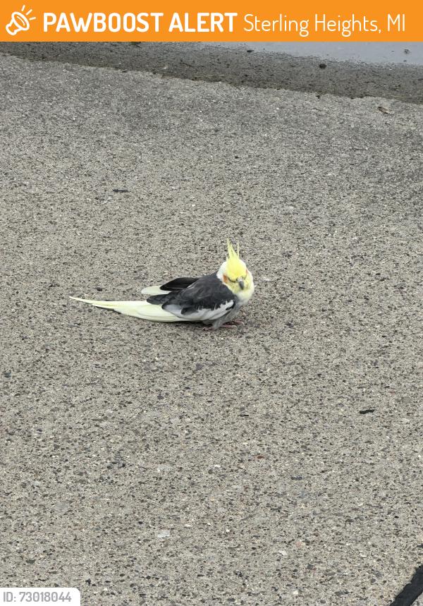Found/Stray Unknown Bird last seen Metro parkway and Ryan , Sterling Heights, MI 48310