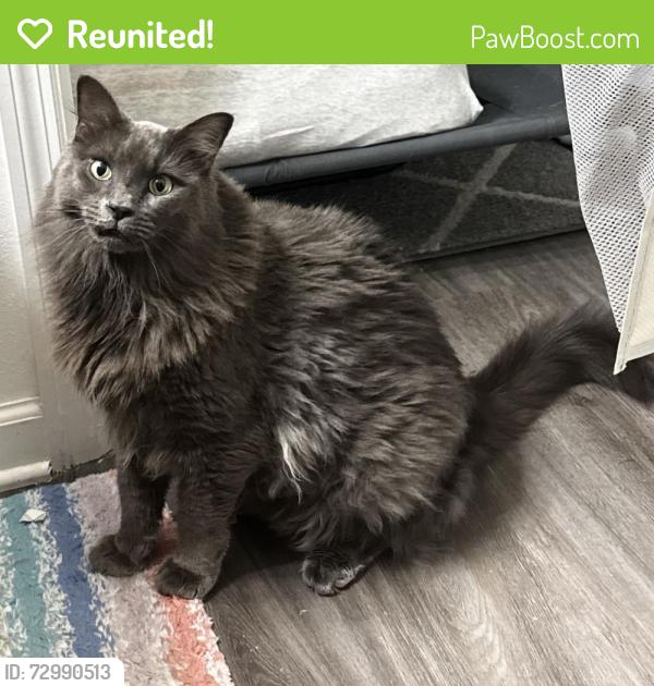 Reunited Male Cat last seen Third Street Cir W Bradenton, FL 34207, Bradenton, FL 34207