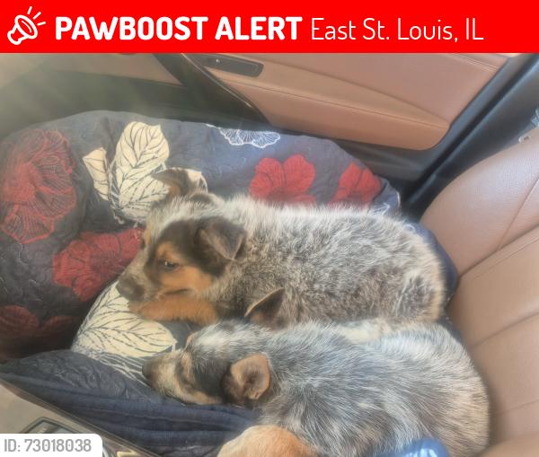 Lost Male Dog last seen Near Collinsville Rd, Collinsville, IL 62234, East St. Louis, IL 62201