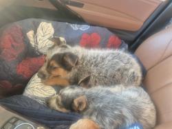 Lost Male Dog last seen Near Collinsville Rd, Collinsville, IL 62234, East St. Louis, IL 62201