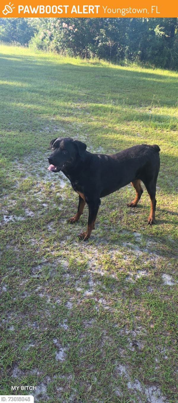 Found/Stray Male Dog last seen Near maci lane Youngstown fl , Youngstown, FL 32466