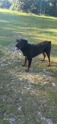 Found/Stray Male Dog last seen Near maci lane Youngstown fl , Youngstown, FL 32466