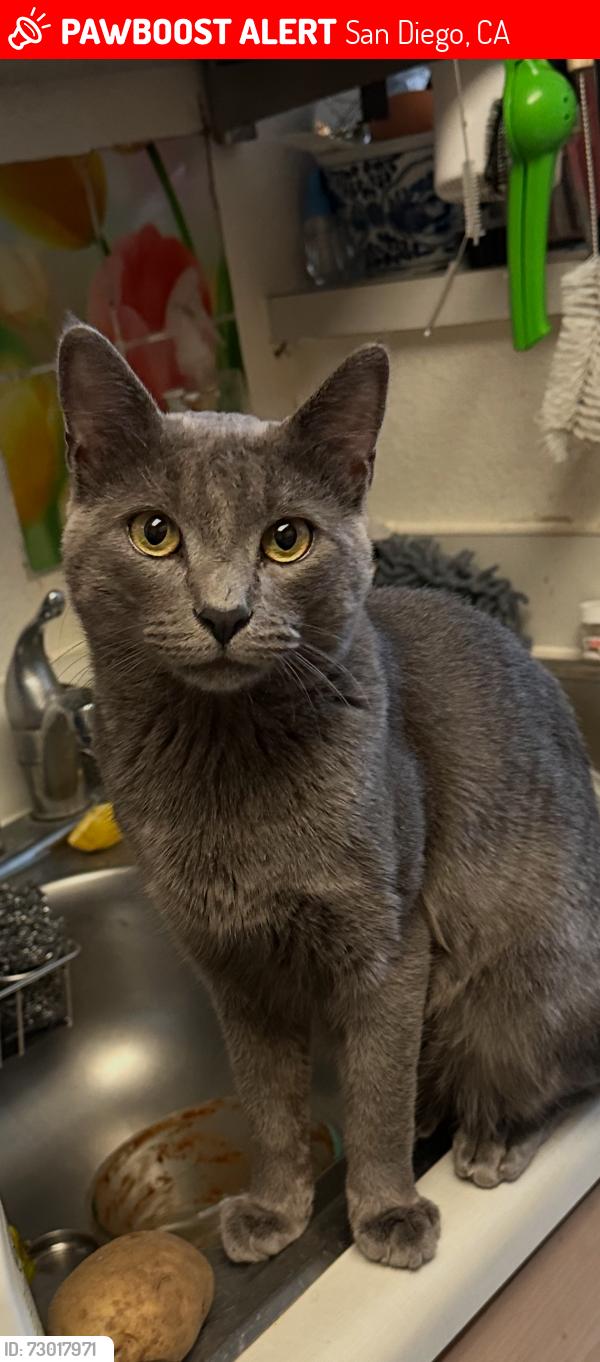 Lost Male Cat last seen Mayberry st and south 45th st, San Diego, CA 92113