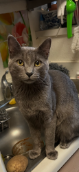 Lost Male Cat last seen Mayberry st and south 45th st, San Diego, CA 92113