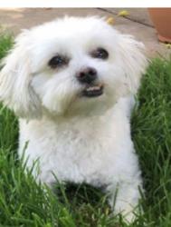 Reunited Female Dog last seen West Bath Rd and Fox Trace Trail, Akron, OH 44223