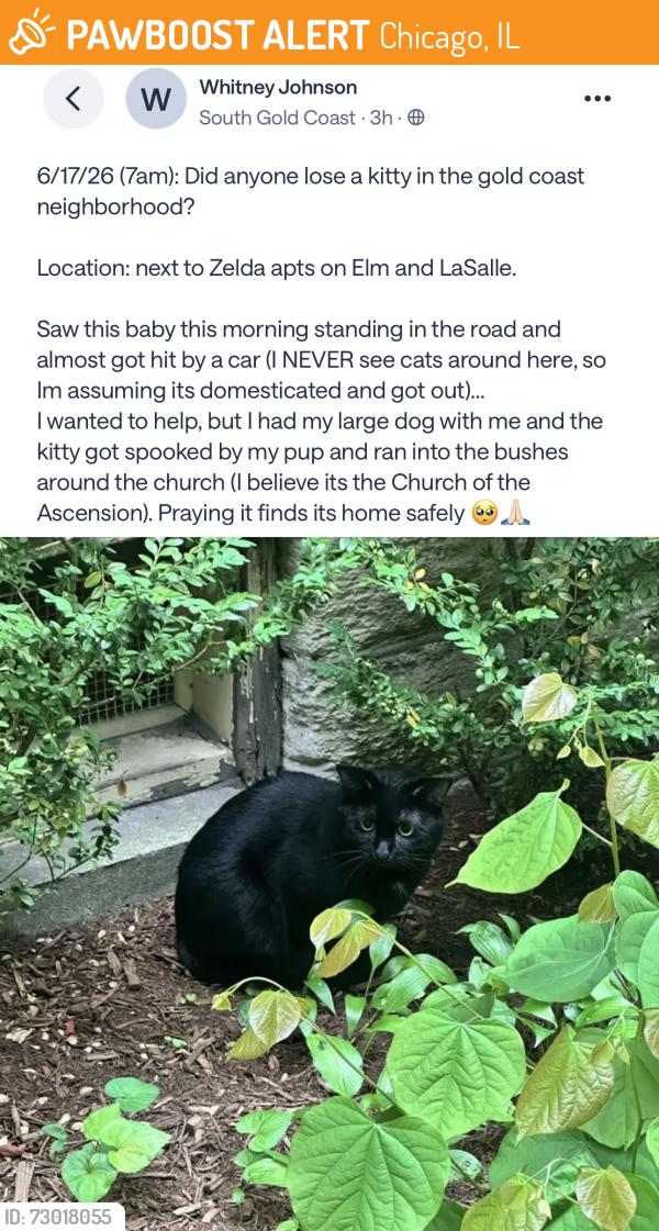 Found/Stray Unknown Cat last seen LaSalle and Elm Street in Gold Coast. Near Zelda Ormes apmts, Chicago, IL 60610