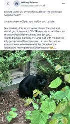 Found/Stray Unknown Cat last seen LaSalle and Elm Street in Gold Coast. Near Zelda Ormes apmts, Chicago, IL 60610