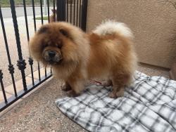 Reunited Unknown Dog last seen E Magdalena Dr, Orange, CA, Orange, CA 92867