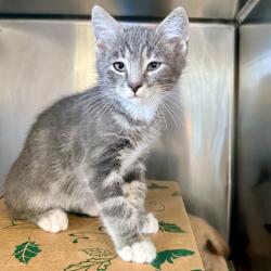 Shelter Stray Male Cat last seen , 4575 E Mesquite Ave, Palm Springs, CA 92264, USA