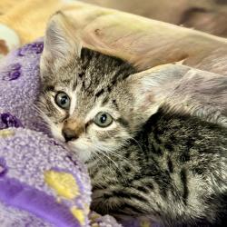 Shelter Stray Female Cat last seen , 4575 E Mesquite Ave, Palm Springs, CA 92264, USA