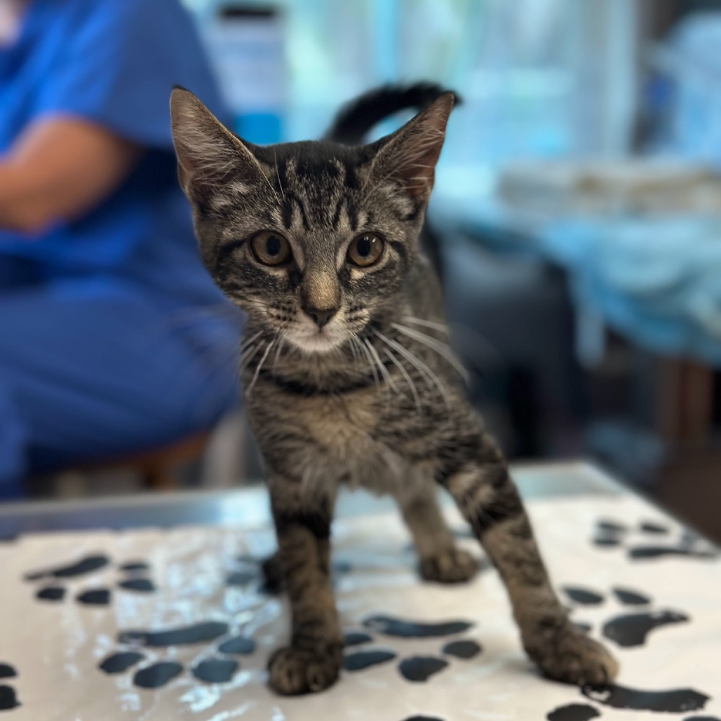 Shelter Stray Female Cat last seen , 8020 Washington St, Port Richey, FL 34668, USA