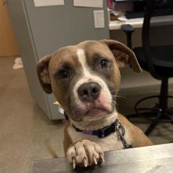 Shelter Stray Male Dog last seen , 8464 Beach Blvd, Jacksonville, FL 32216, USA
