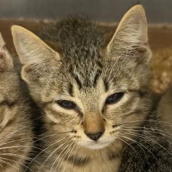 Shelter Stray Unknown Cat last seen , 141 Canna Ln, Lake Jackson, TX 77566, USA