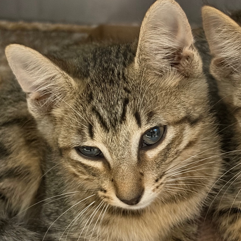 Shelter Stray Unknown Cat last seen , 141 Canna Ln, Lake Jackson, TX 77566, USA