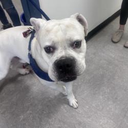 Shelter Stray Male Dog last seen , Animal Care & Control Team of Philly, 111 W Hunting Park Ave, Philadelphia, PA 19140, USA