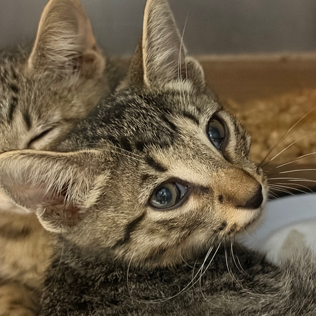 Shelter Stray Unknown Cat last seen , 141 Canna Ln, Lake Jackson, TX 77566, USA