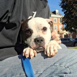 Shelter Stray Male Dog last seen , Animal Care & Control Team of Philly, 111 W Hunting Park Ave, Philadelphia, PA 19140, USA