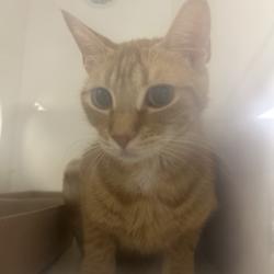 Shelter Stray Female Cat last seen , Animal Care & Control Team of Philly, 111 W Hunting Park Ave, Philadelphia, PA 19140, USA