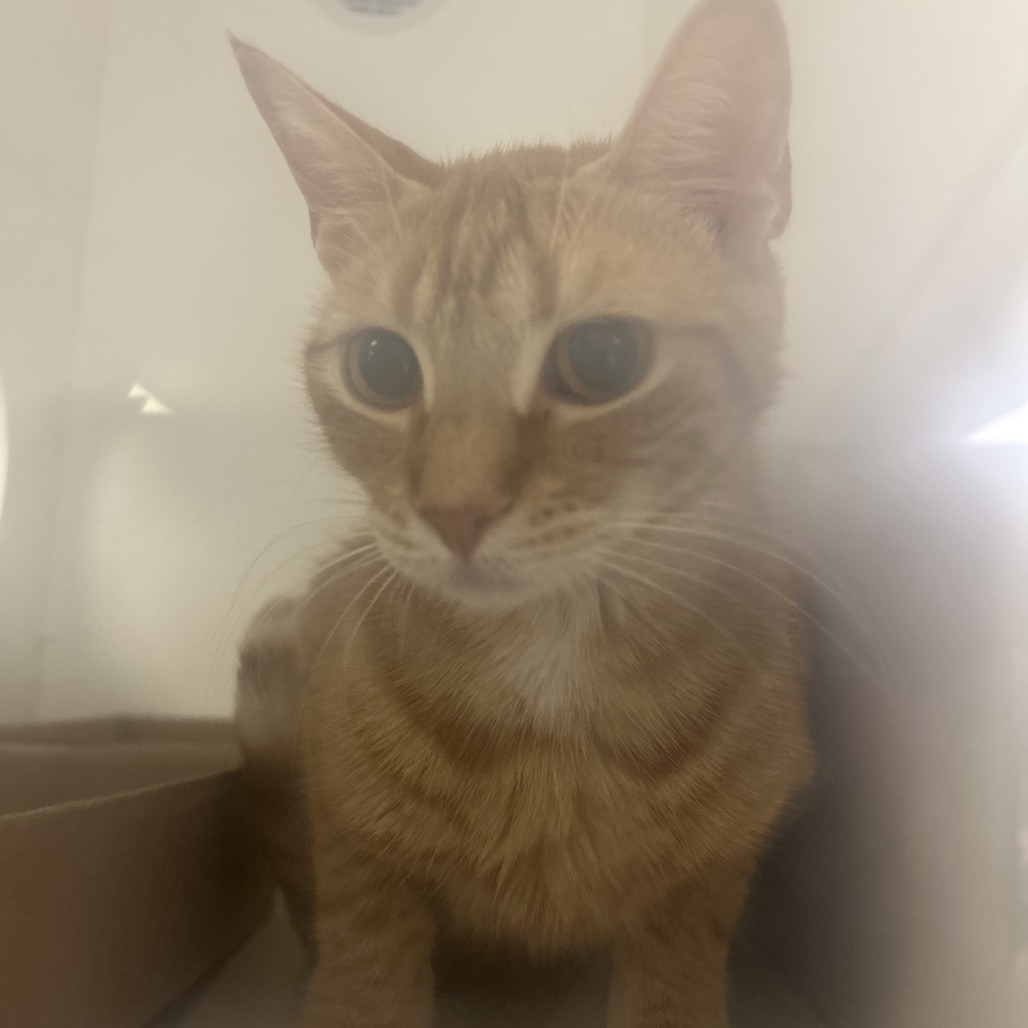 Shelter Stray Female Cat last seen , Animal Care & Control Team of Philly, 111 W Hunting Park Ave, Philadelphia, PA 19140, USA