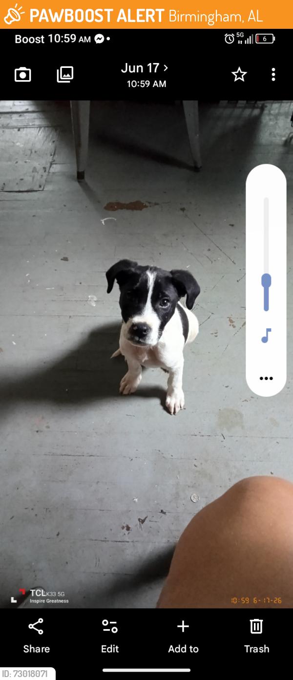 Found/Stray Male Dog last seen Vinesville rd, Birmingham, AL 35064