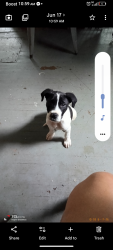 Found/Stray Male Dog last seen Vinesville rd, Birmingham, AL 35064