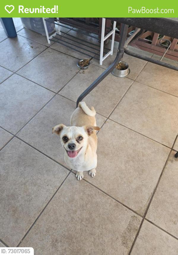 Reunited Male Dog last seen Near Wienerschnitzel on main st, El Cajon, CA 92021