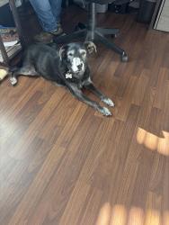 Found/Stray Female Dog last seen Mars and Bogert Pl Tucson, Casas Adobes, AZ 85741