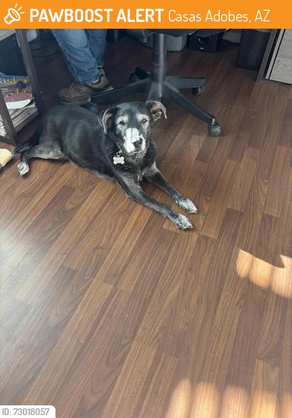 Found/Stray Female Dog last seen Mars and Bogert Pl Tucson, Casas Adobes, AZ 85741