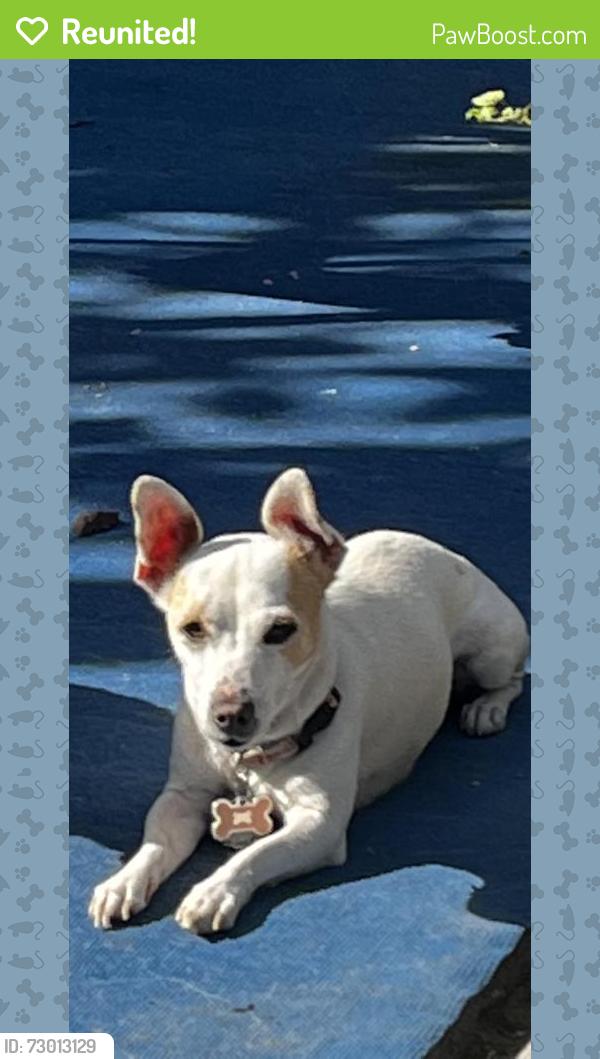 Reunited Female Dog last seen Edinger and Fairview , Santa Ana, CA 92707