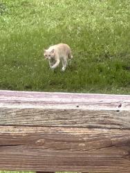 Found/Stray Male Cat last seen Coe Loop, Montgomery County, TX 77355