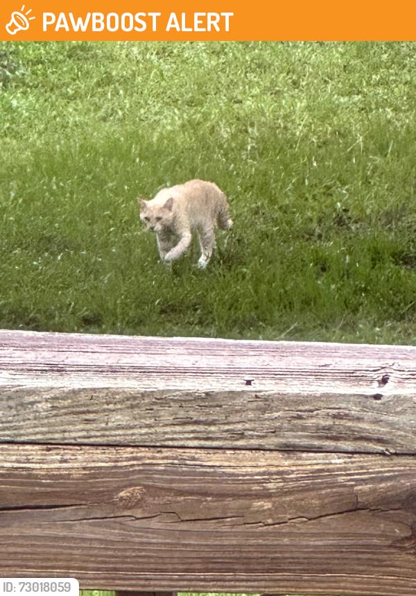 Found/Stray Male Cat last seen Coe Loop, Montgomery County, TX 77355