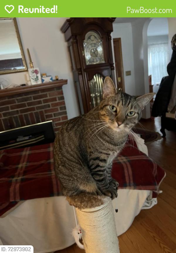 Reunited Male Cat last seen Near east mt rd. Knoxville Md 21758, Knoxville, MD 21758