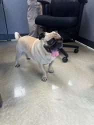 Reunited Male Dog last seen Fontana, CA, USA, Fontana, CA 92335